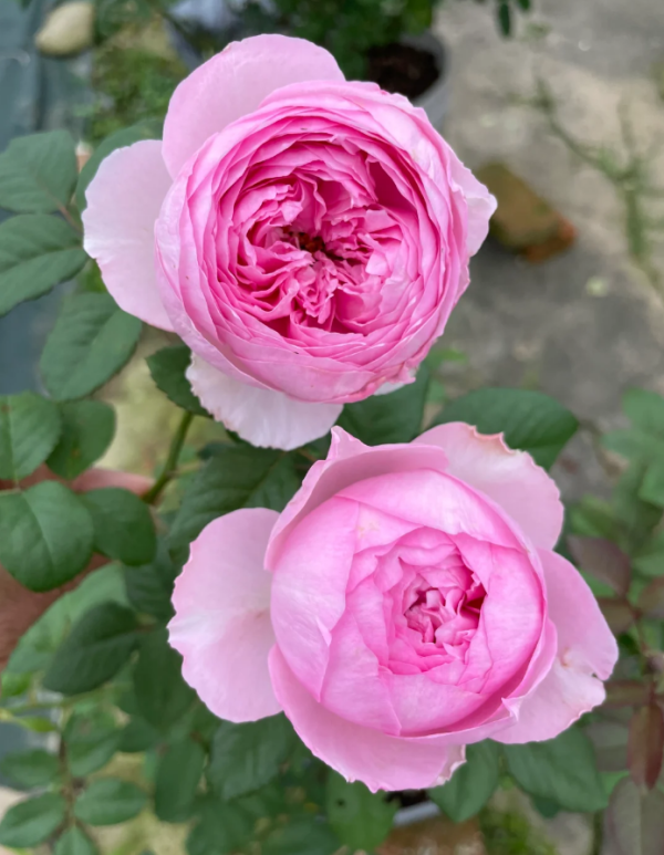 Rose Yuhuanming丨Your roses