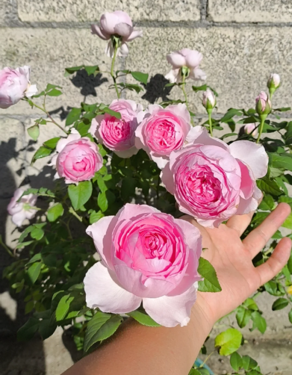 Yuhuanming Rose for sale丨Your roses