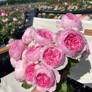 Yuhuanming Rose丨Your roses
