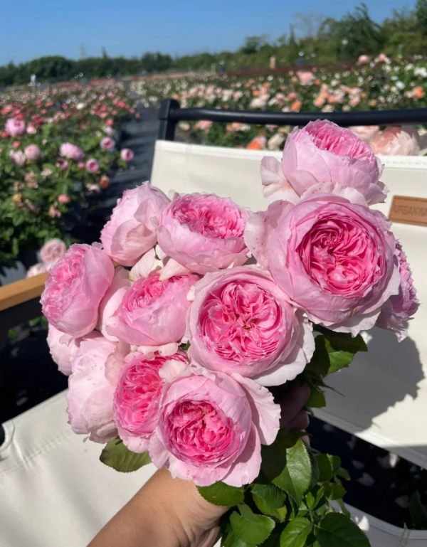 Yuhuanming Rose丨Your roses