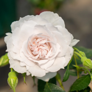Yuhuchun Rose 丨Your roses