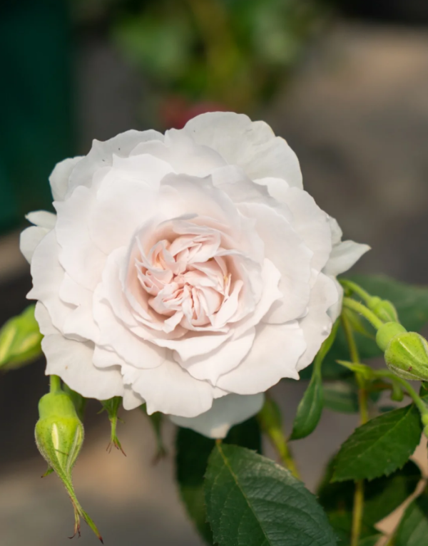Yuhuchun Rose 丨Your roses