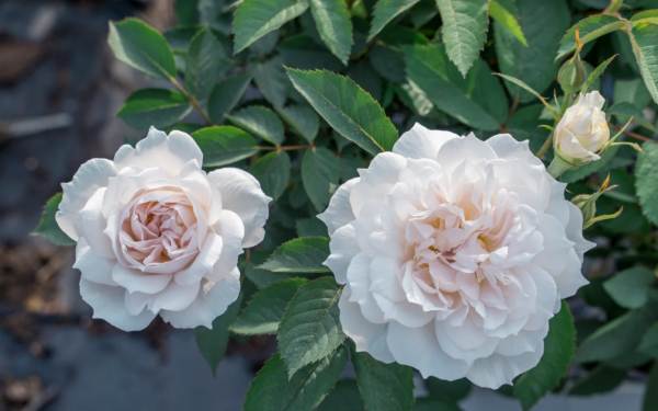 Yuhuchun Roses 丨Your roses