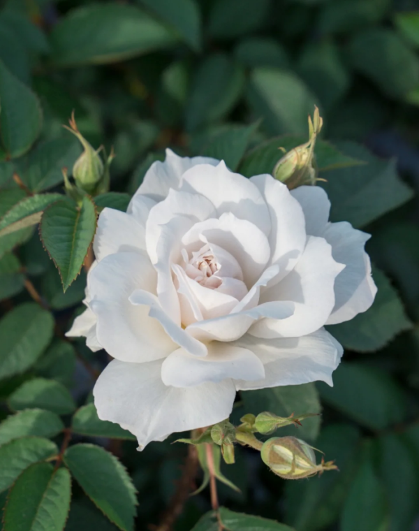 Yuhuchun Rose for sale 丨Your roses
