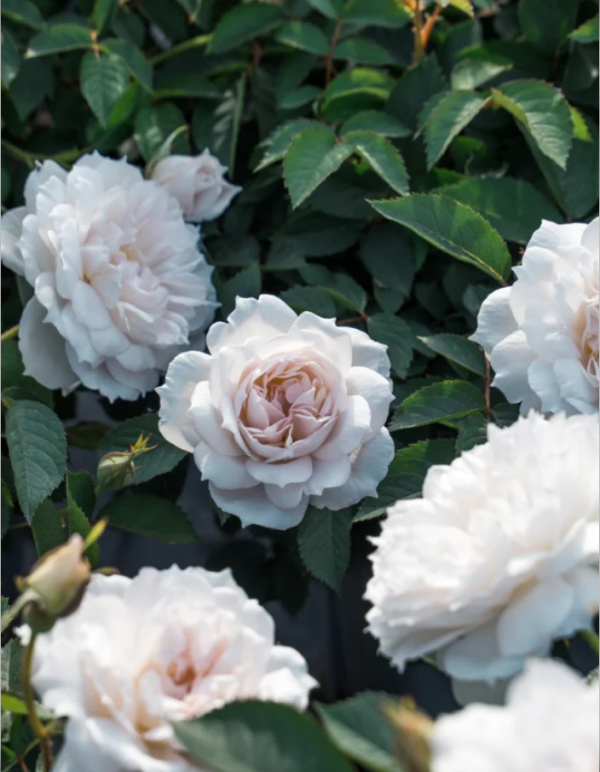 Rose Yuhuchun丨Your roses