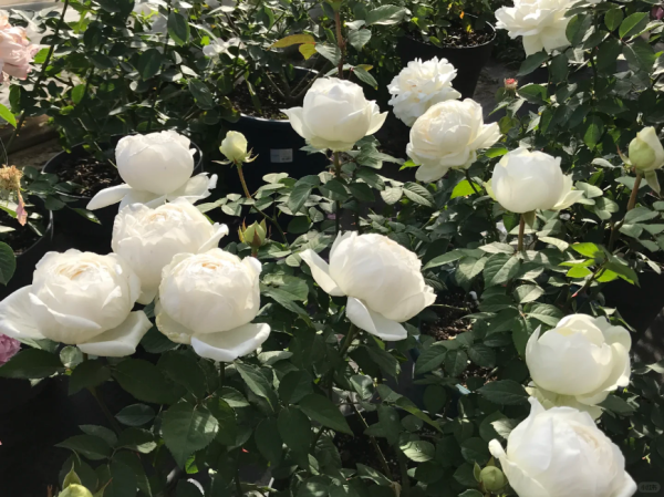 Rose Yves Wedding Road丨Your roses