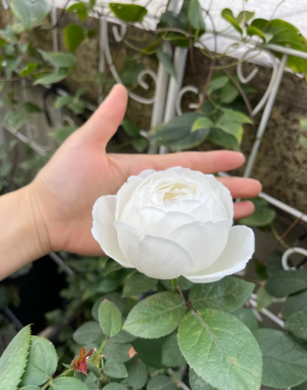 Yves Wedding Road Rose plant丨Your roses