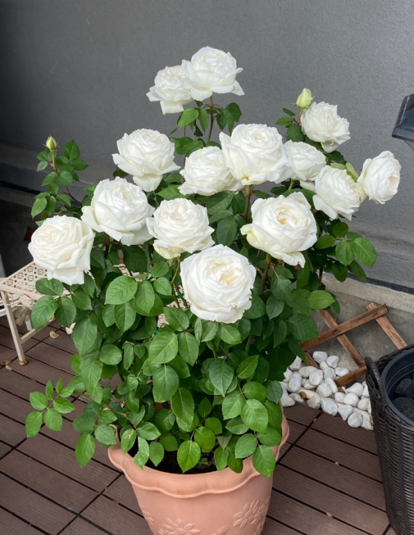 Yves Wedding Road Rose FOR SALE丨Your roses