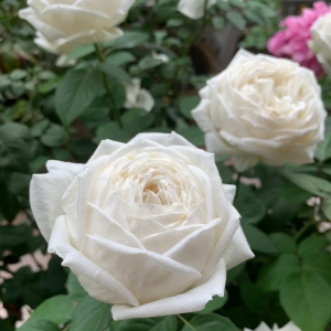Yves Wedding Road Rose丨Your roses