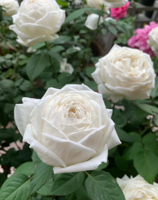 Yves Wedding Road Rose丨Your roses