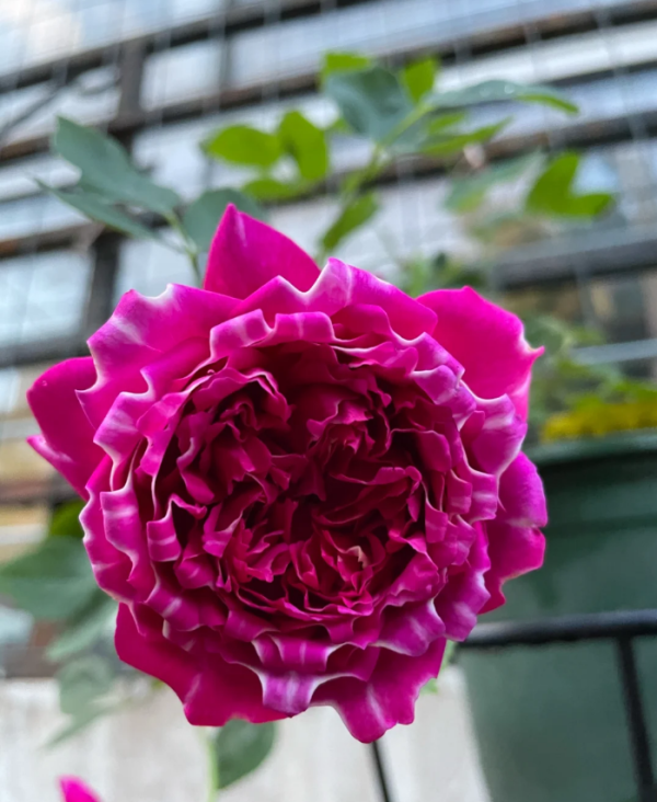 Zi Wu Ning Shuang Rose Plant丨Your roses