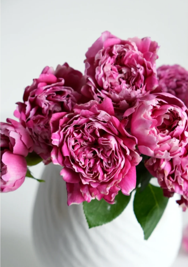 Purple Mist Frost Rose for sale丨Your roses