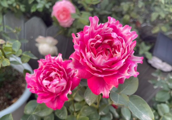 Purple Mist Frost Rose丨Your roses