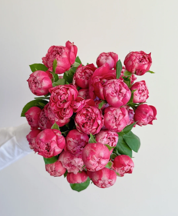 Zi Wu Ning Shuang Rose丨Your roses