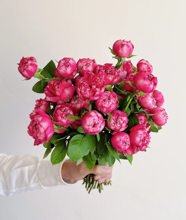 Zi Wu Ning Shuang Rose for sale丨Your roses