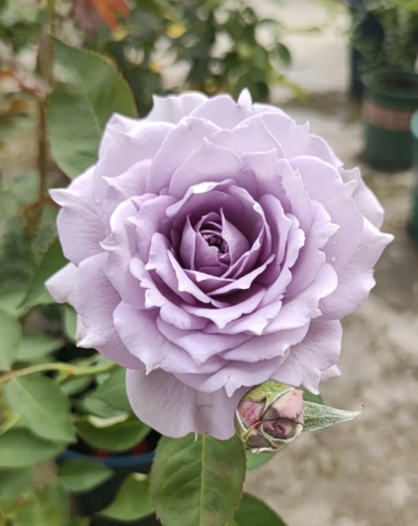 Ziyueguang Rose for sale丨Your roses