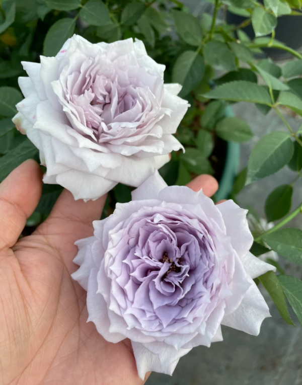 Purple Moonlight Rose for sale丨Your roses