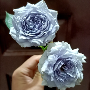 Ziyueguang Rose丨Your roses