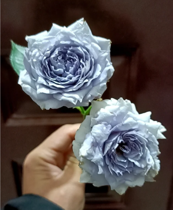 Ziyueguang Rose丨Your roses
