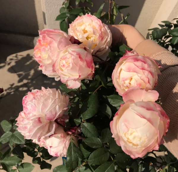 la chance d'amour Rose Plant丨Your roses