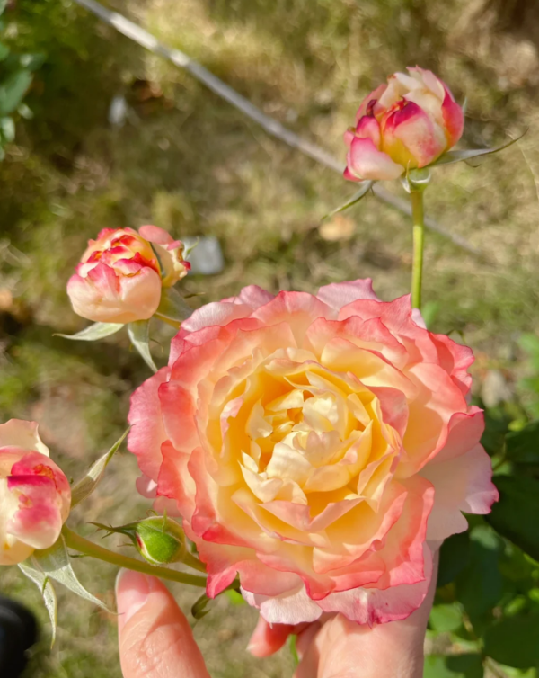la chance d'amour Rose for sale丨Your roses