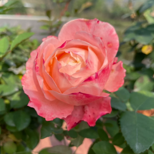 la chance d'amour Rose丨Your roses