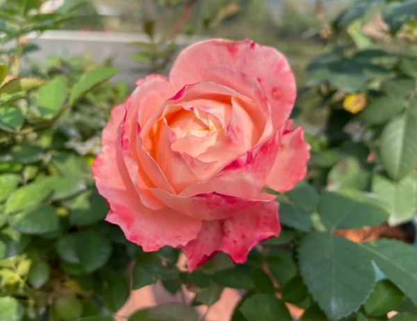 la chance d'amour Rose丨Your roses