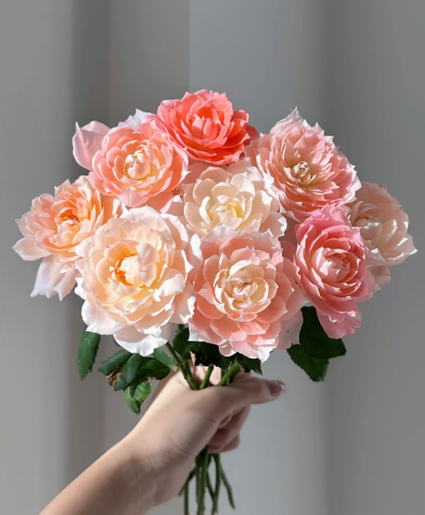 Rose la chance d'amour丨Your roses