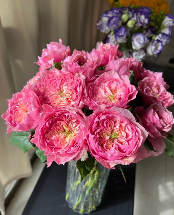 Regents Park Roses丨Your roses