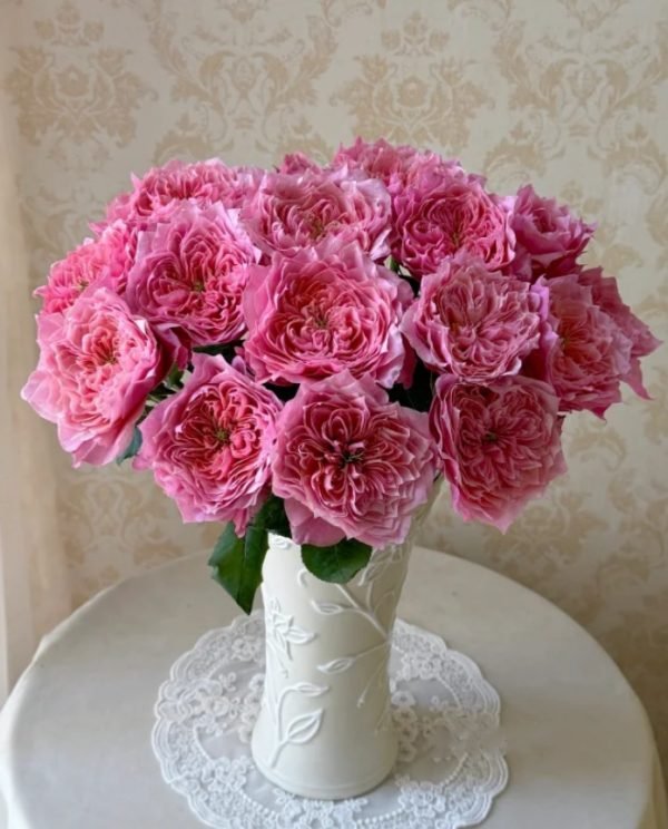 Regents Park Rose plant丨Your roses
