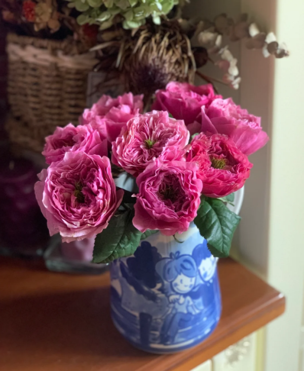 Regents Park Rose for sale丨Your roses