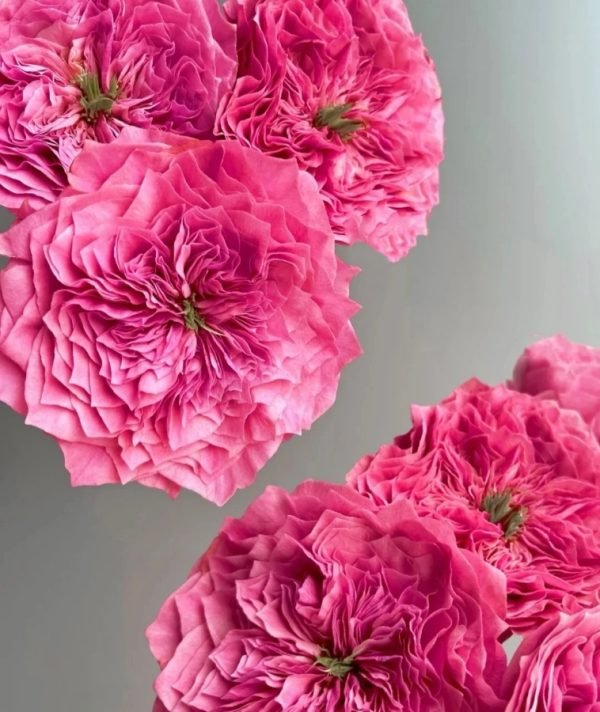 Regents Park Rose丨Your roses