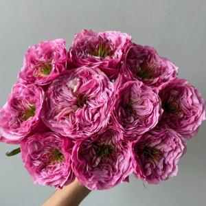 Regents Park Rose丨Your roses
