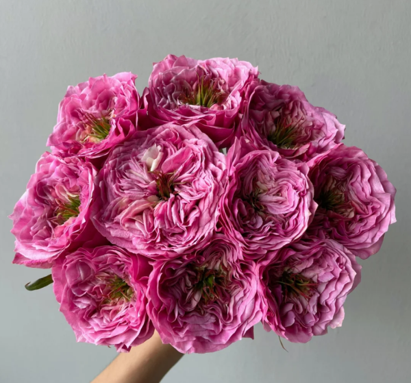 Regents Park Rose丨Your roses