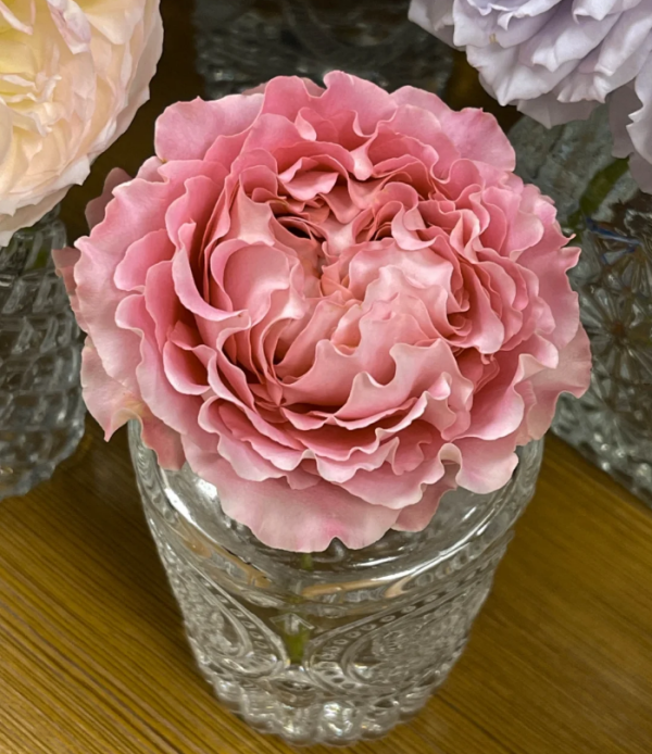 All four cherry blossoms Rose plant丨Your roses