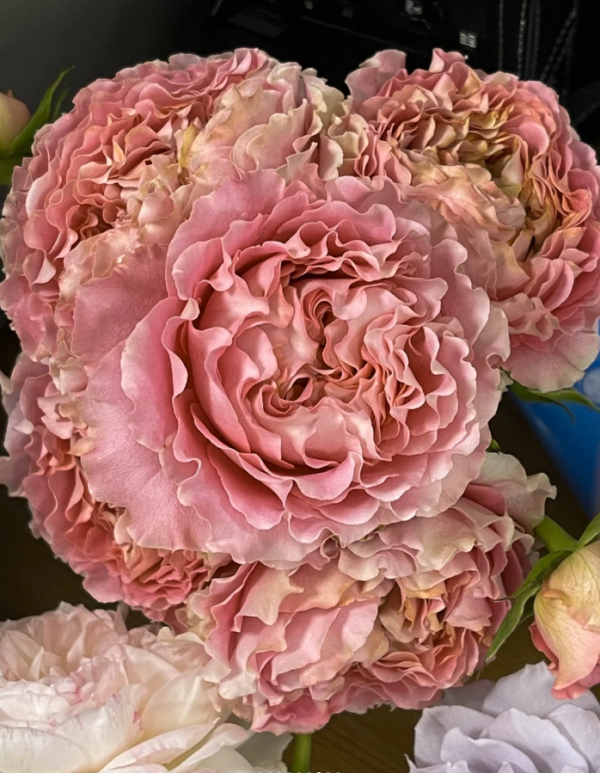 All four cherry blossoms Rose丨Your roses