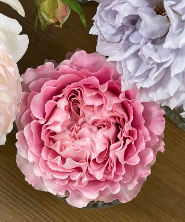 All four cherry blossoms Rose丨Your roses