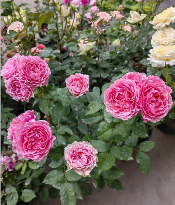 All four cherry blossoms Rose for sale丨Your roses