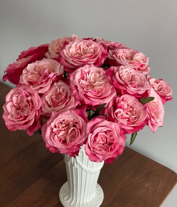 Alter ego Rose Plant丨Your roses