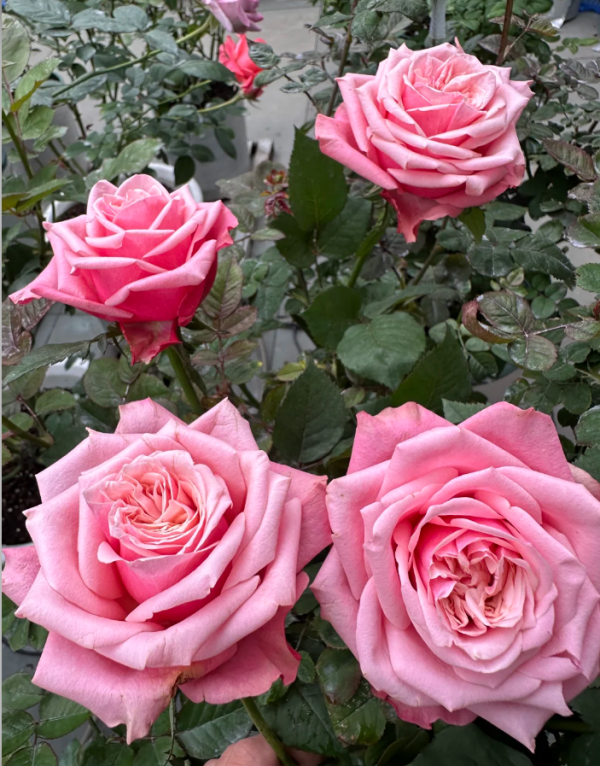Manchandy Rose Plant丨Your roses