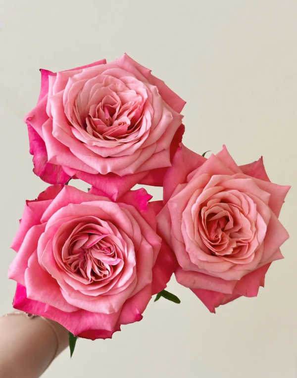 Alter ego Rose丨Your roses