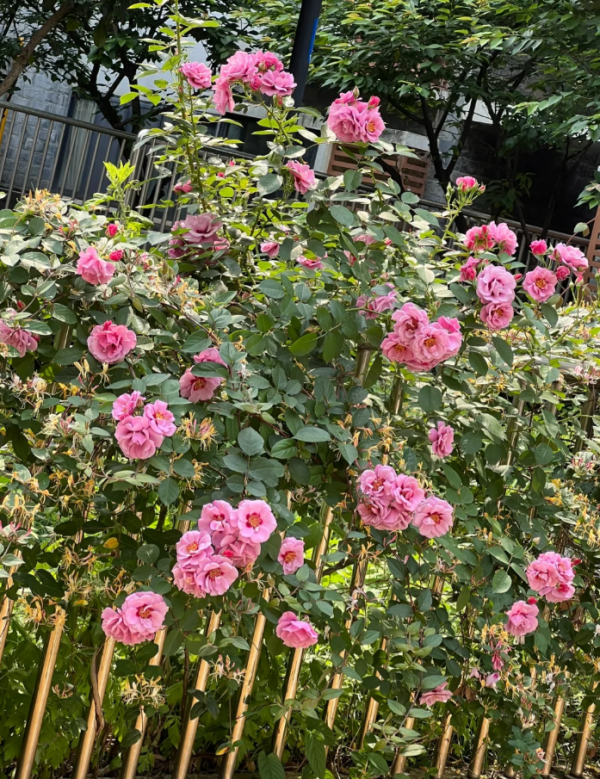 Rose Amethy Babylon丨Your roses