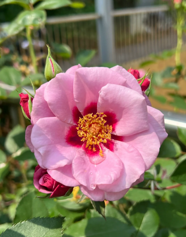 Amethy Babylon Rose for sale丨Your roses