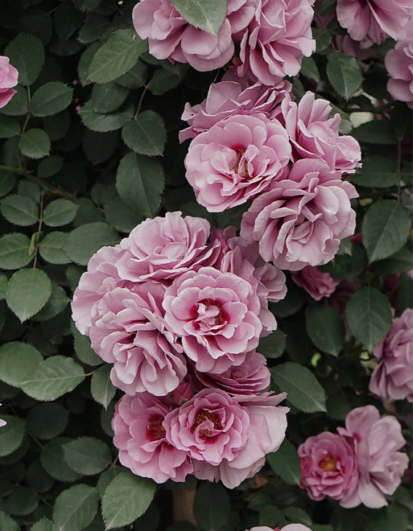 Amethy Babylon Roses丨Your roses