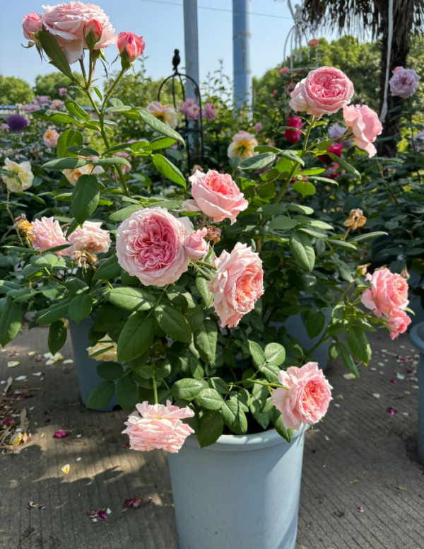 Anne-Sophie Pic Rose for sale丨Your roses