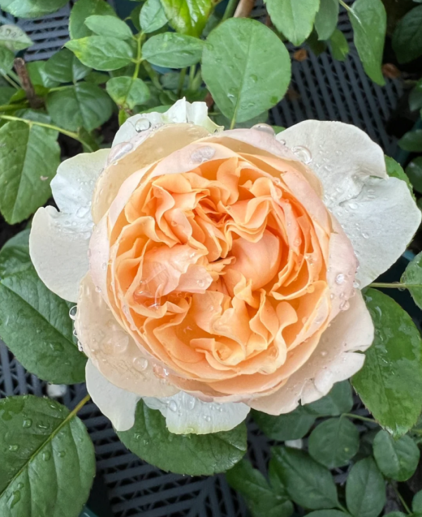 Apricot Cooler Rose丨Your roses