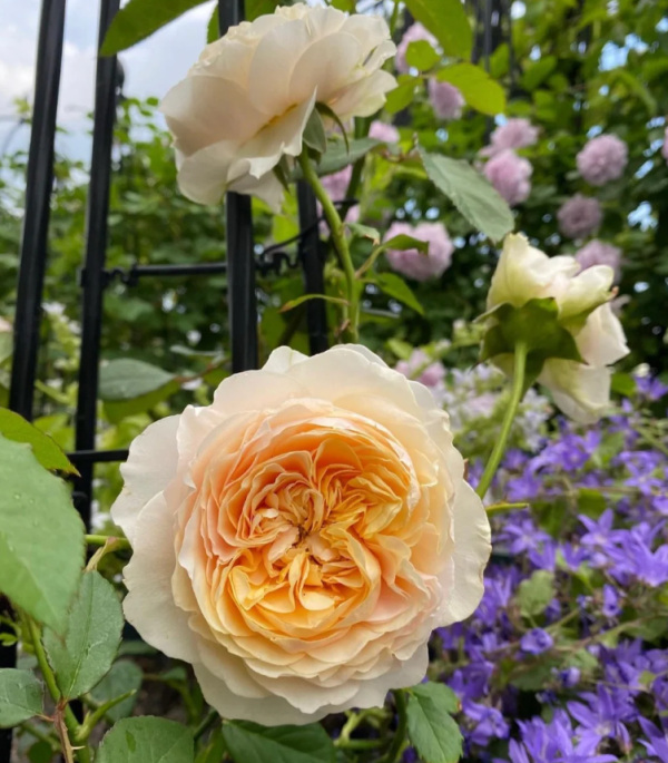 Apricot Cooler Roses丨Your roses
