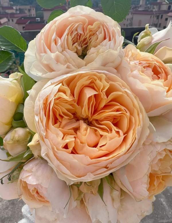 Apricot Cooler Rose plant丨Your roses