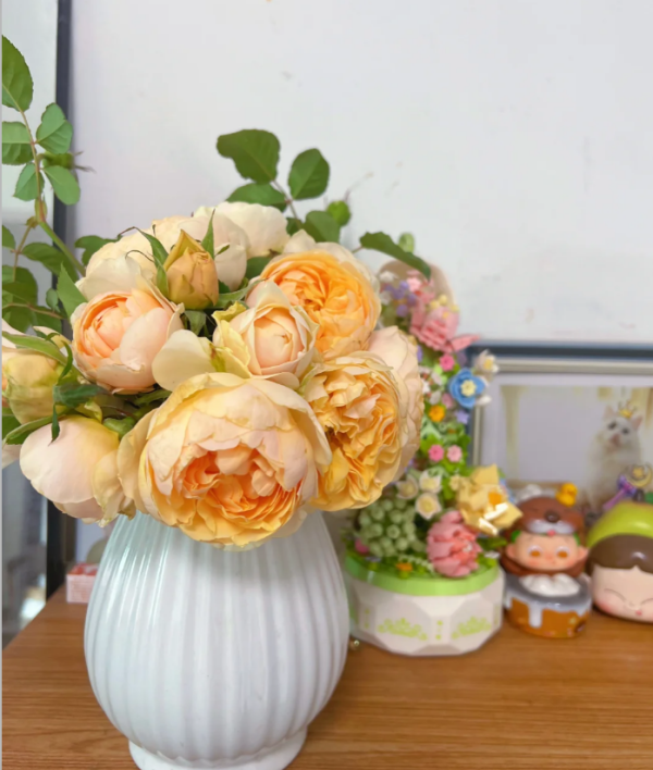 Apricot Cooler Rose for sale丨Your roses