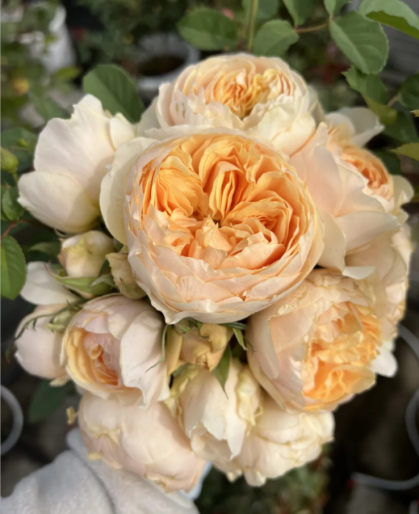 Apricot Cooler Rose丨Your roses